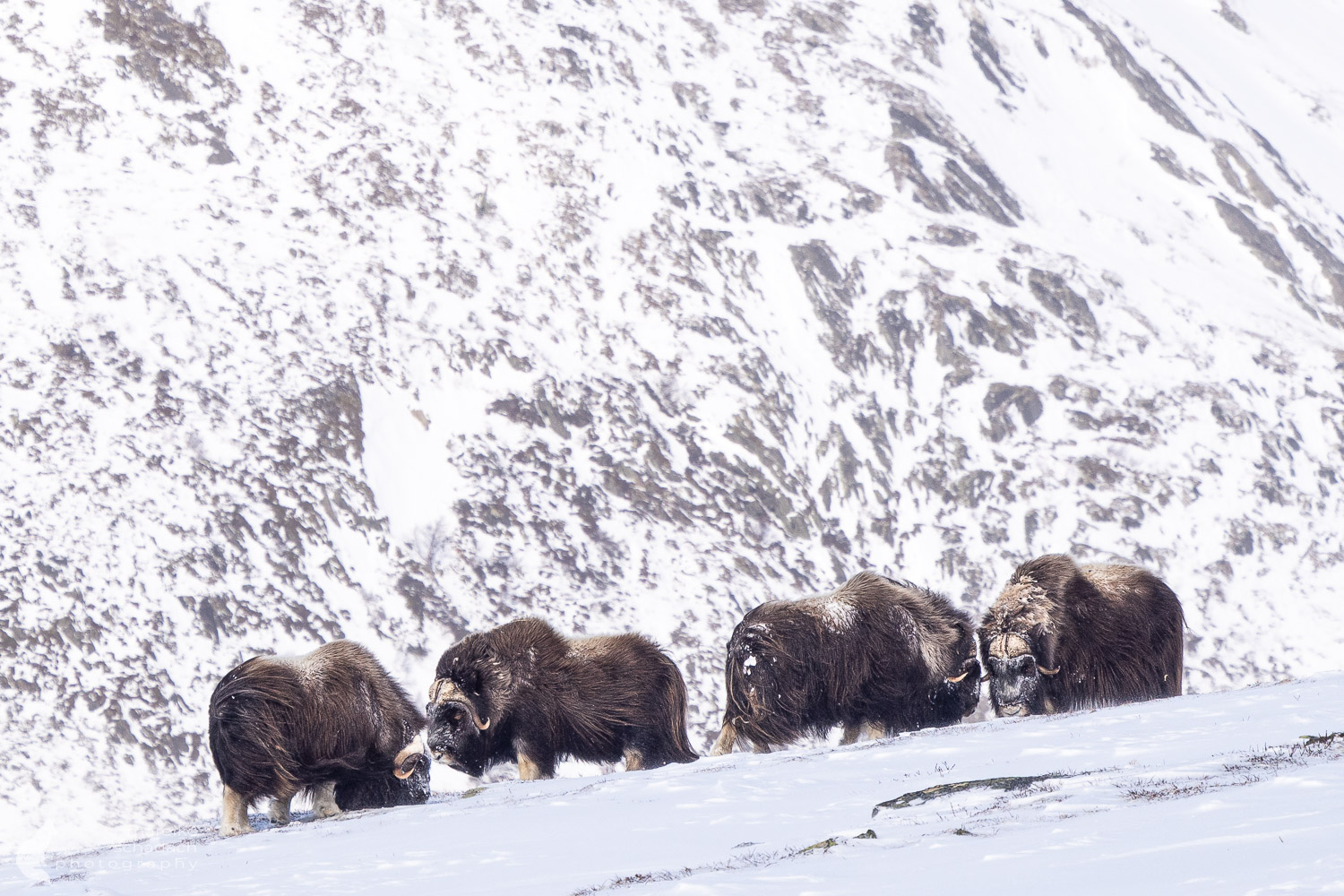 Moschusochsen im Winter im Dovrefjell