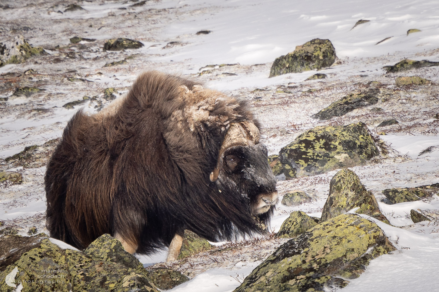 Moschusochsen im Winter im Dovrefjell