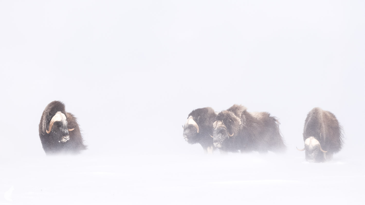 Moschusochsen im Winter im Dovrefjell
