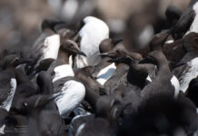 Vogelfotografie Hornøya – Guide zu der Vogelinsel im arktischen Norwegen Vogelfotografie Hornøya – Guide zu der Vogelinsel im arktischen Norwegen