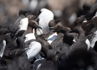 Vogelfotografie Hornøya – Guide zu der Vogelinsel im arktischen Norwegen Vogelfotografie Hornøya – Guide zu der Vogelinsel im arktischen Norwegen