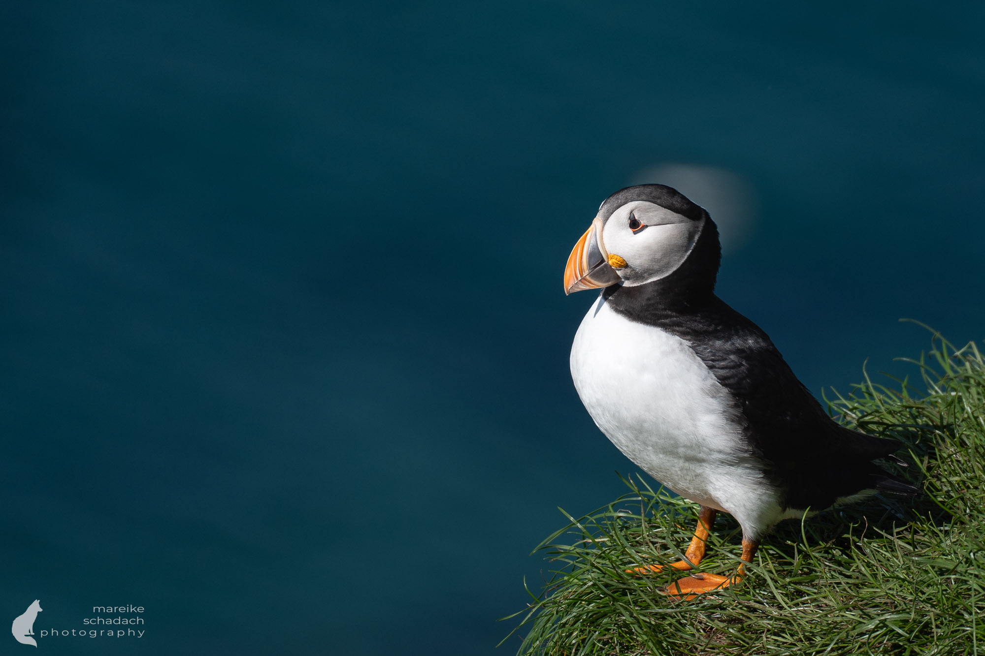 Puffin Hornøya