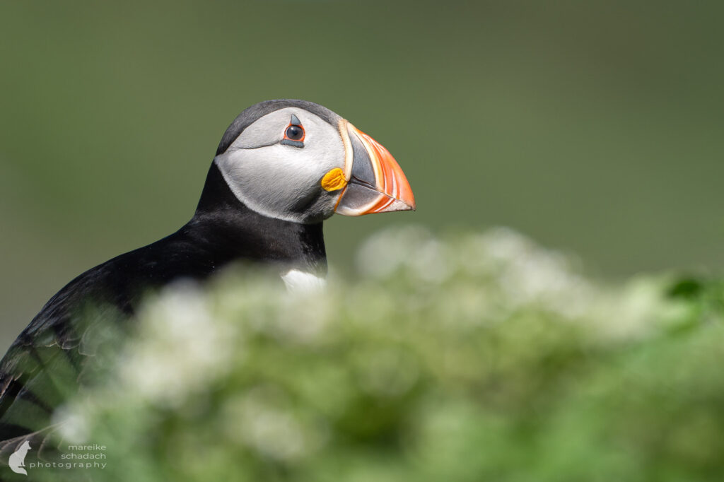 Puffin Hornøya