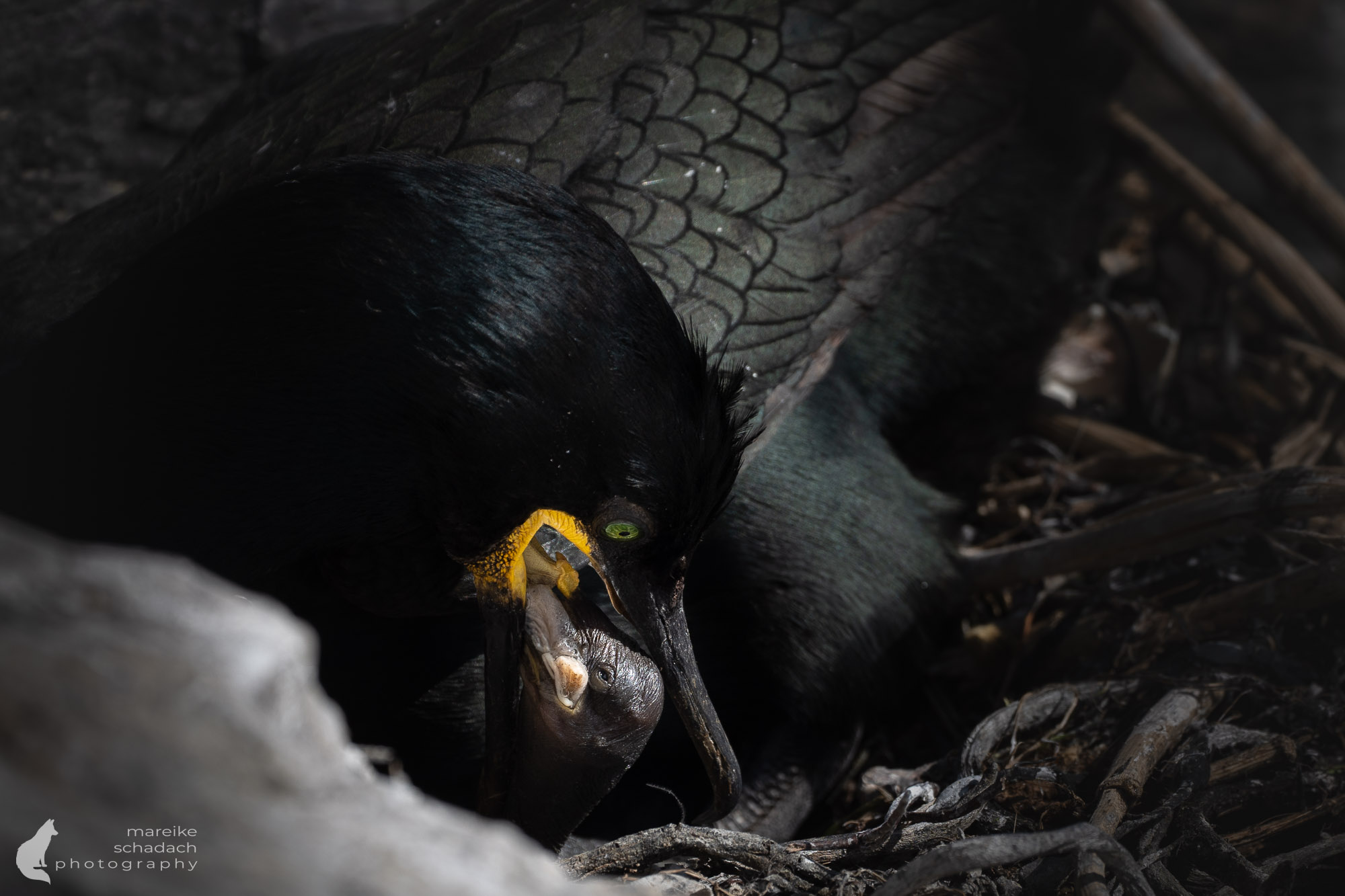 Vogelfotografie Hornøya