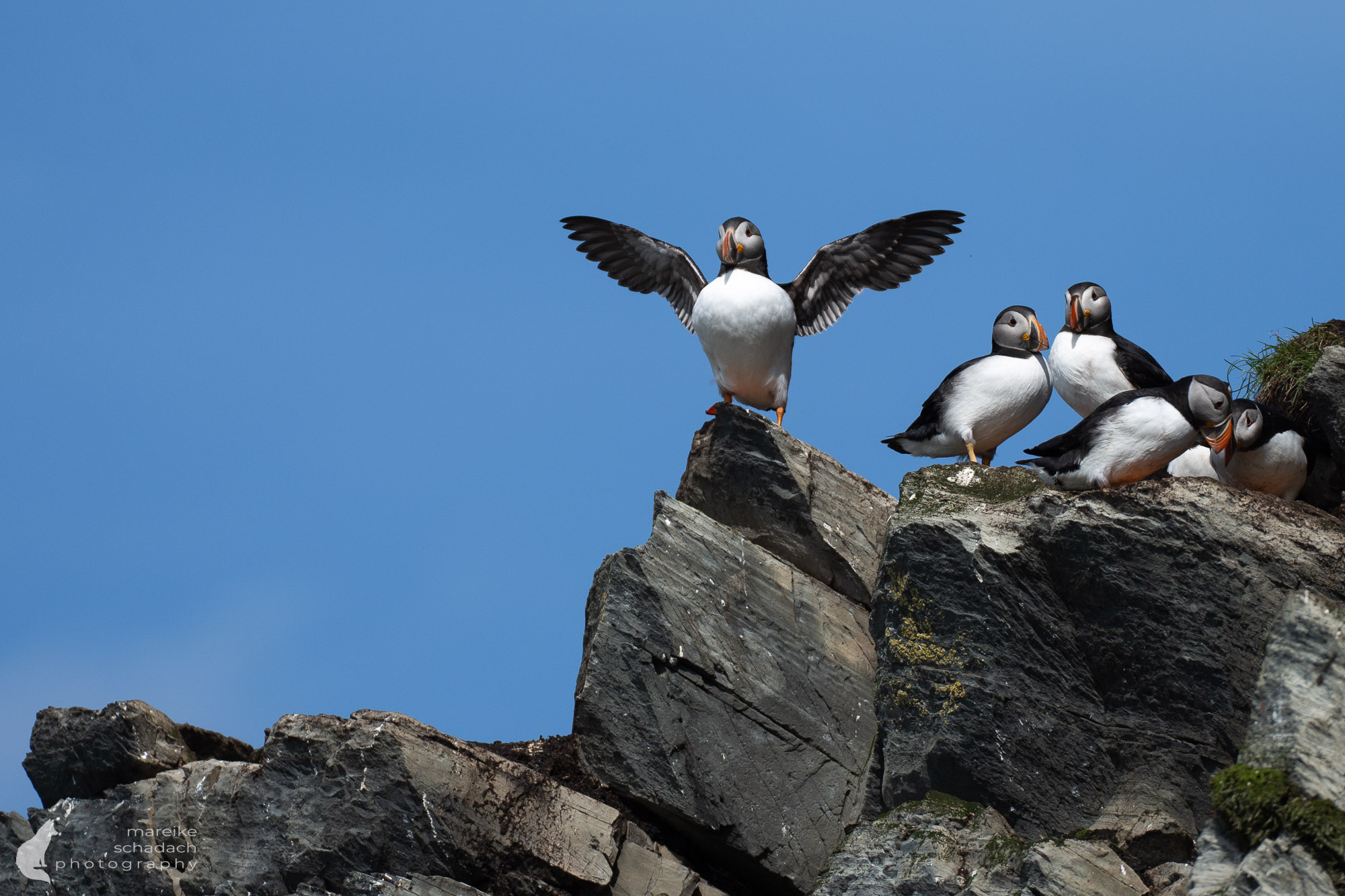 Vogelfotografie Hornøya