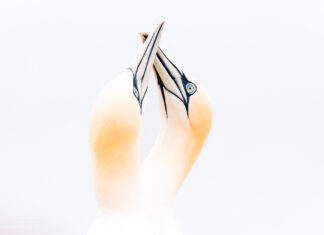Helgoland Bird Photography – Northern Gannets and other Seabirds at Lummenfelsen Helgoland Vogelfotografie – Basstölpel und Trottellummen am Lummenfelsen
