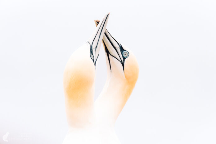 Helgoland Vogelfotografie – Basstölpel und Trottellummen am Lummenfelsen