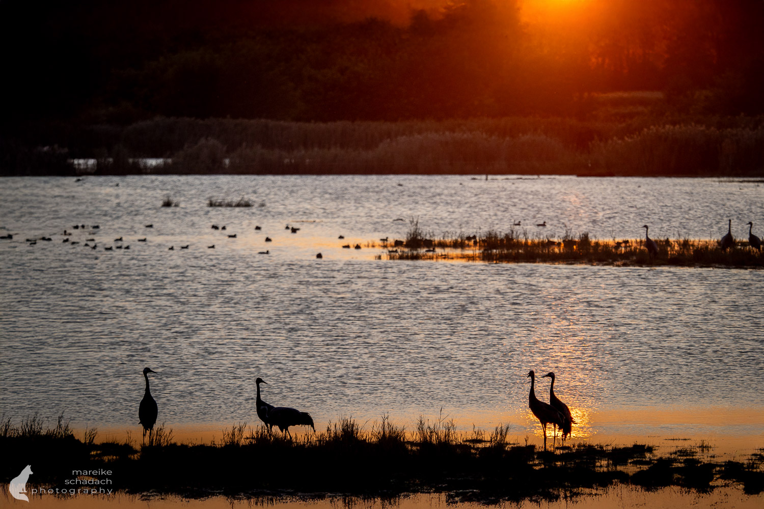 Kraniche Nationalpark Vorpommersche Boddenlandschaft