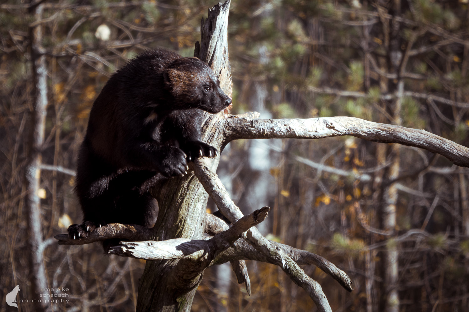 Vielfraß auf einem Baum in Finnland