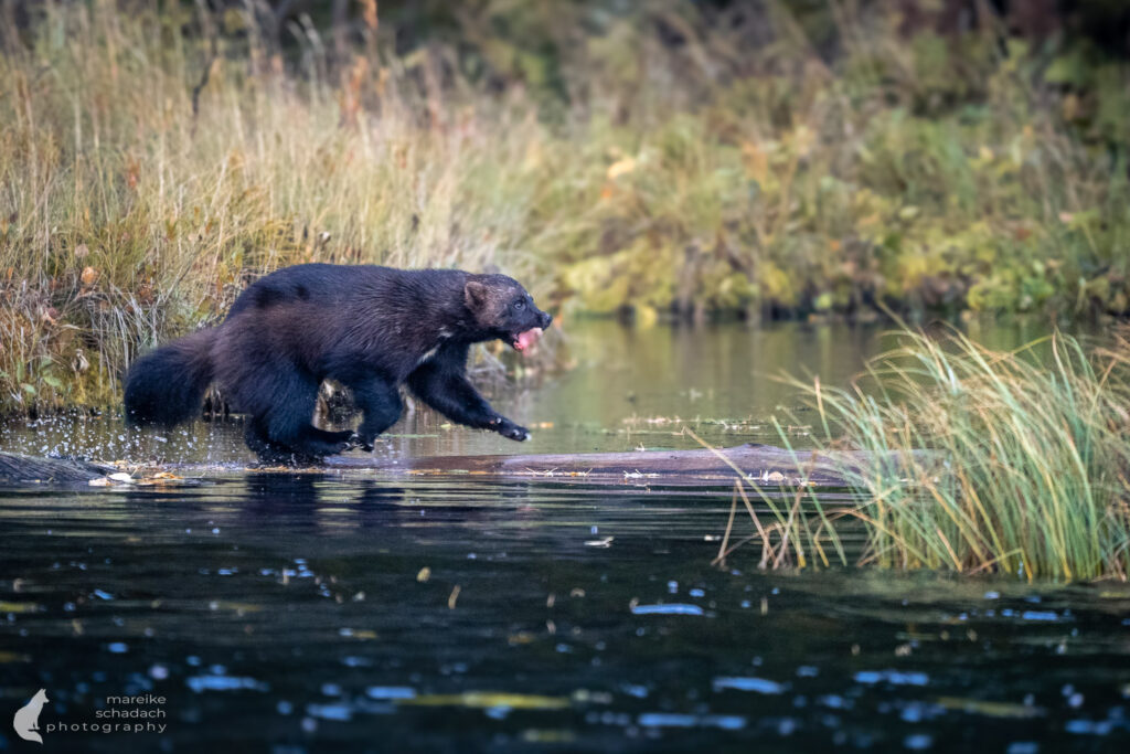 Rendevouz im Wald – Bei dem Vielfraß in Finnlands wilder Taiga