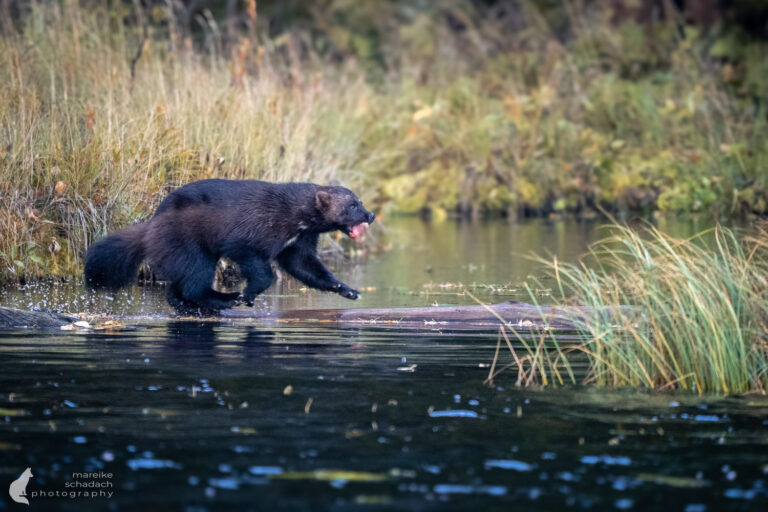 Rendevouz im Wald – Bei dem Vielfraß in Finnlands wilder Taiga