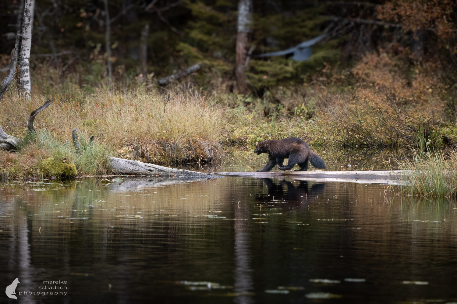 Vielfraß in Finnland