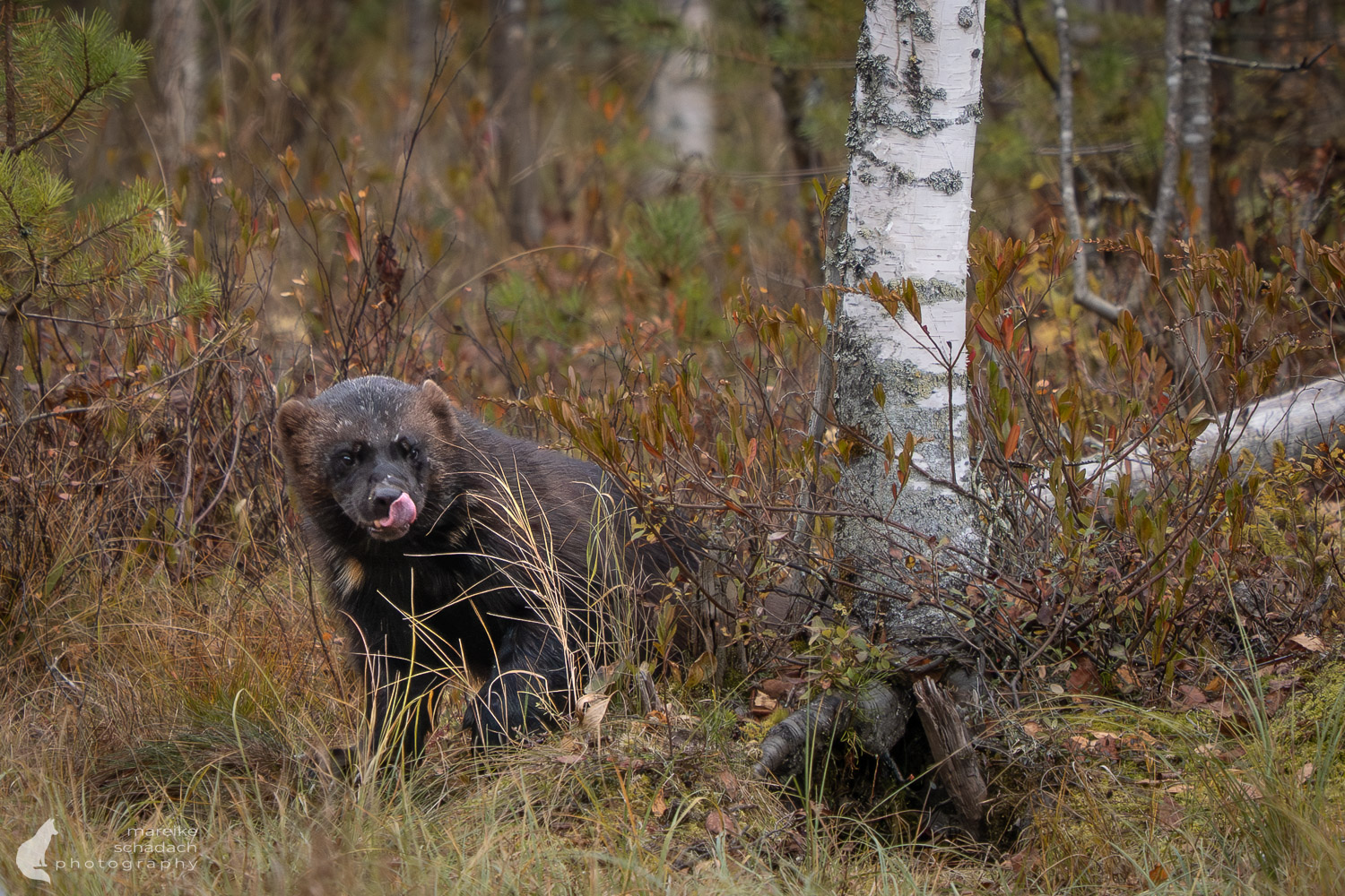 Vielfraß in Finnland
