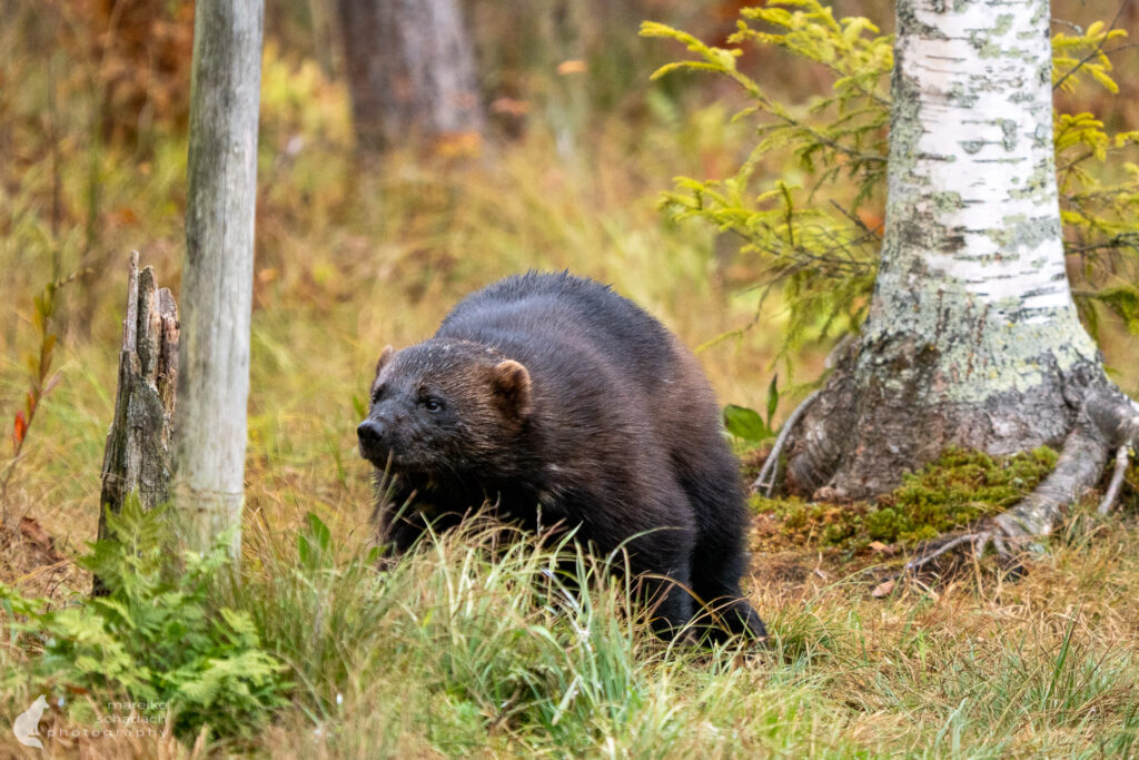 Vielfraß in Finnland