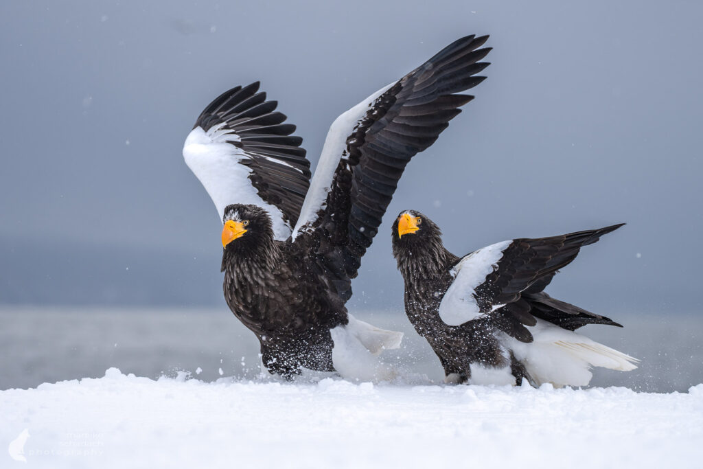 Riesenseeadler in Shiretoko, Hokkaido