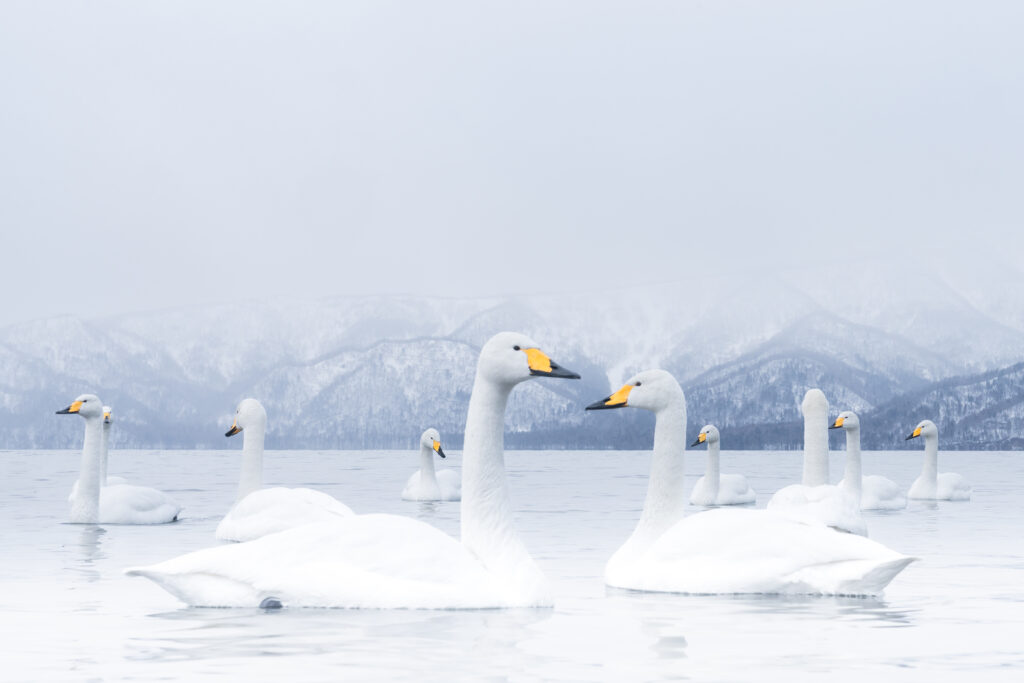Singschwäne am Kussharo See in Hokkaido