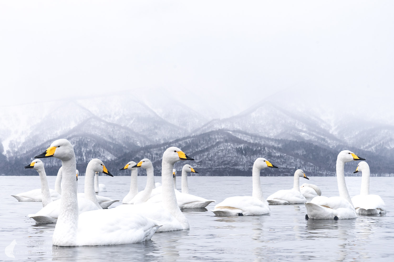 Singschwäne am Kussharo See in Hokkaido