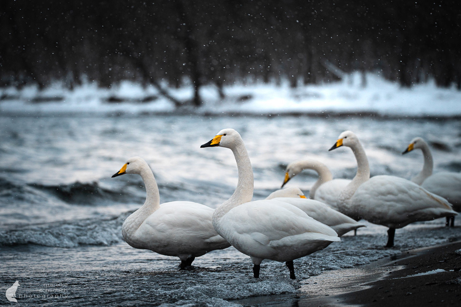Singschwäne am Kussharo See in Hokkaido