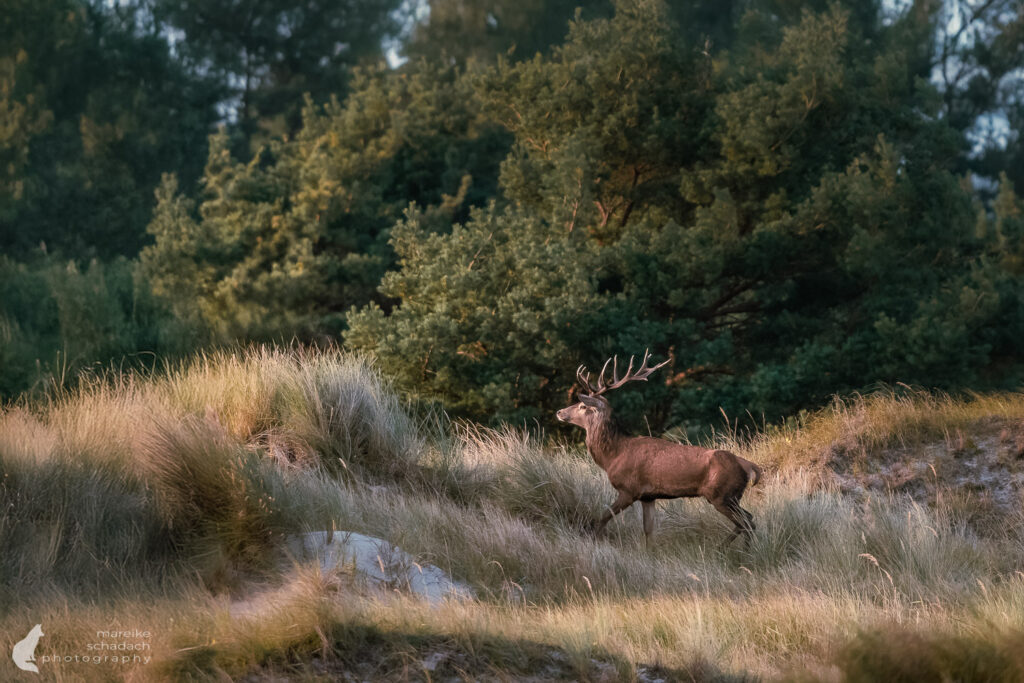 Hirsch am Darß 