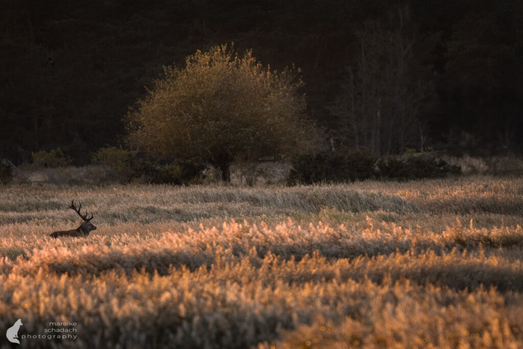 Hirsch am Darß im Abendlicht