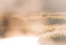 Zwischen Hirschen und Meer – der Darß zur Brunftzeit Zwischen Hirschen und Meer – der Darß zur Brunftzeit