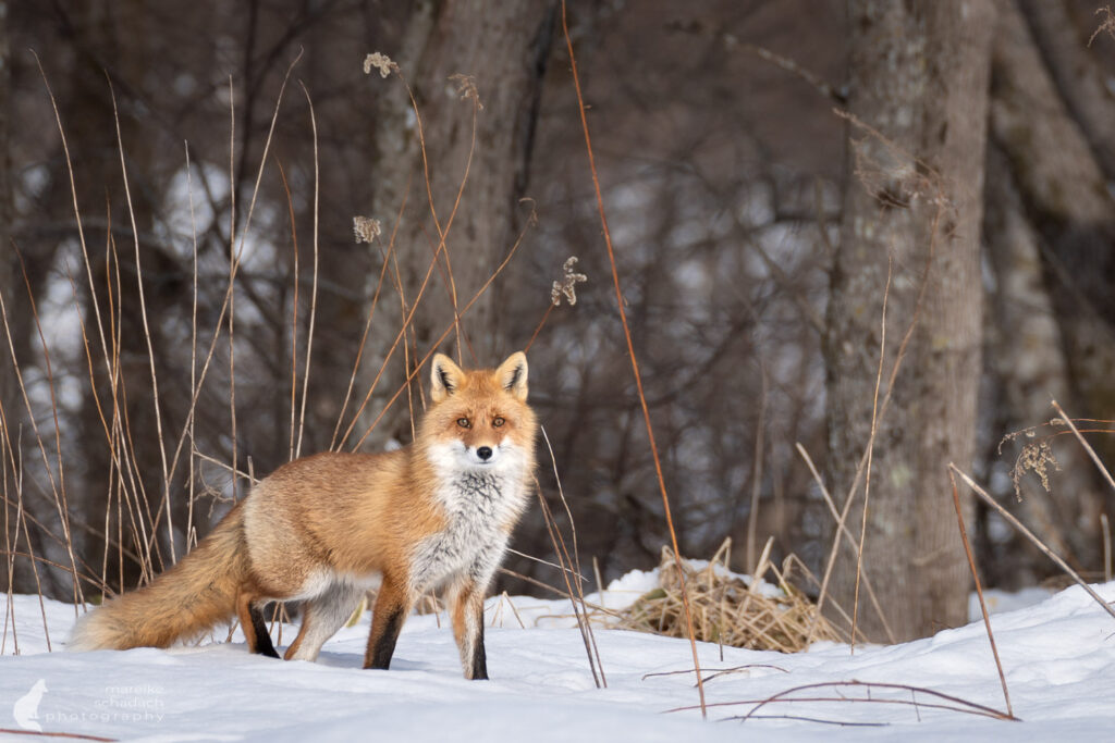 Fuchs auf Hokkaido