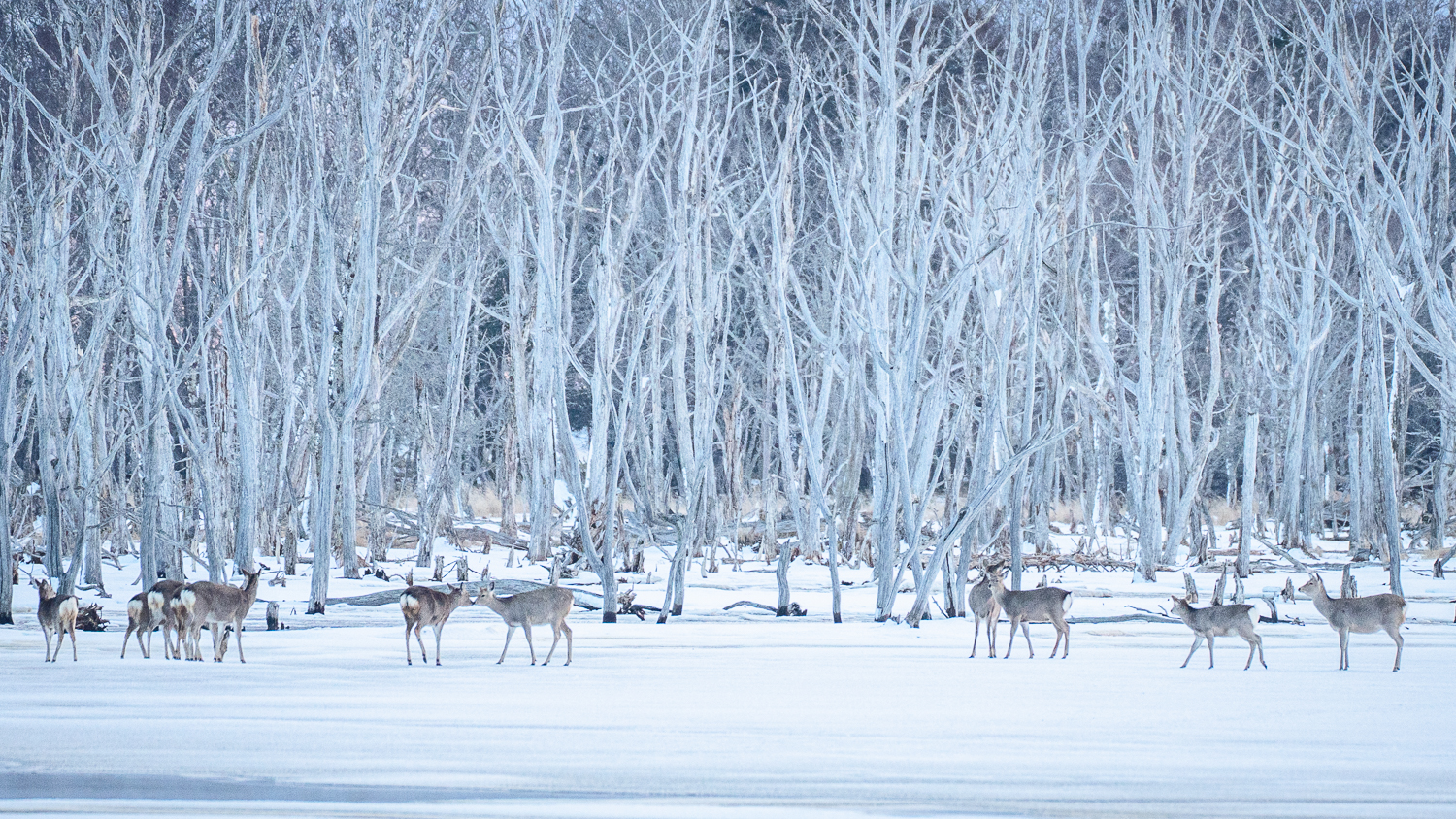 Sika-Hirsche Hokkaido