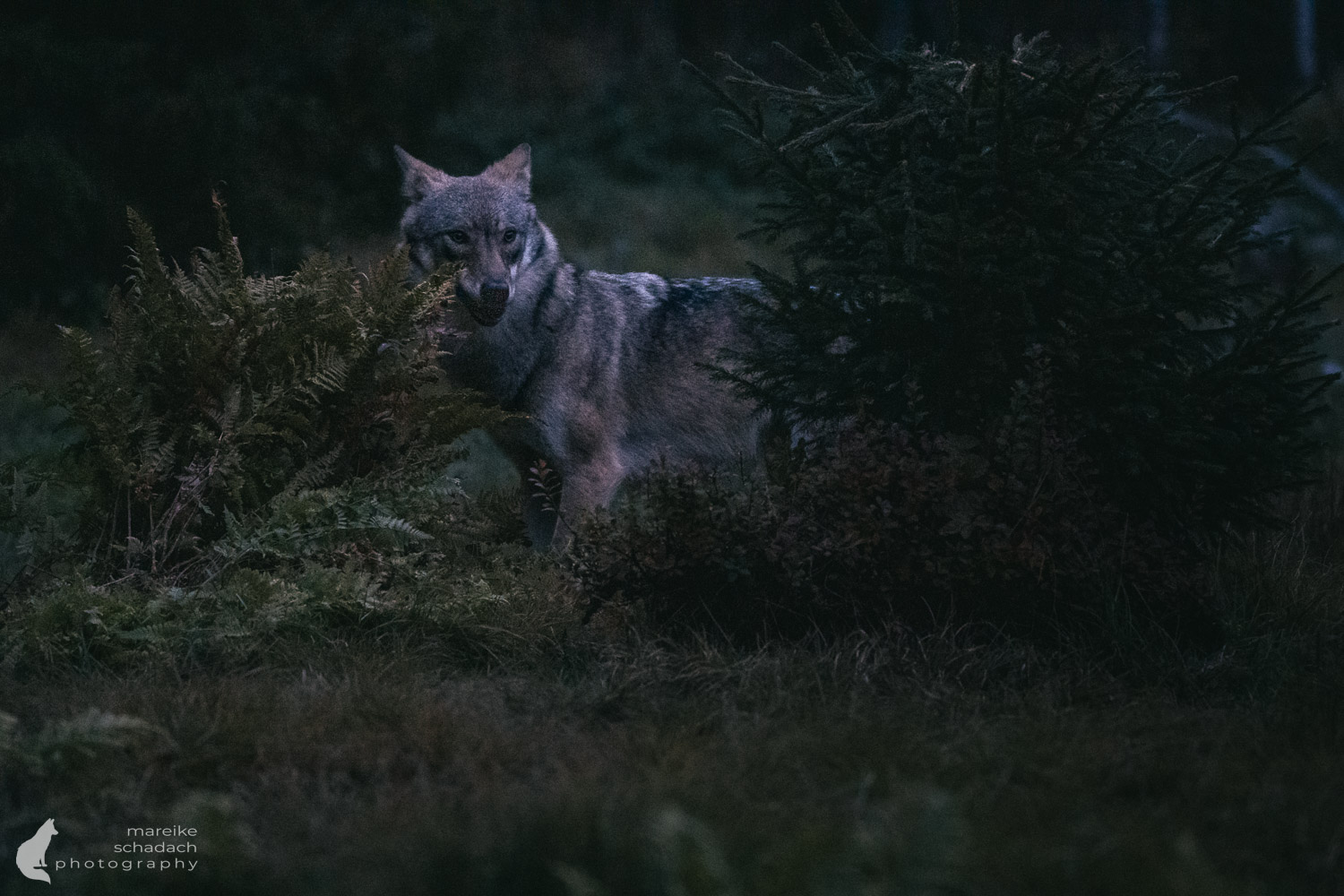 Wolf in Finnland