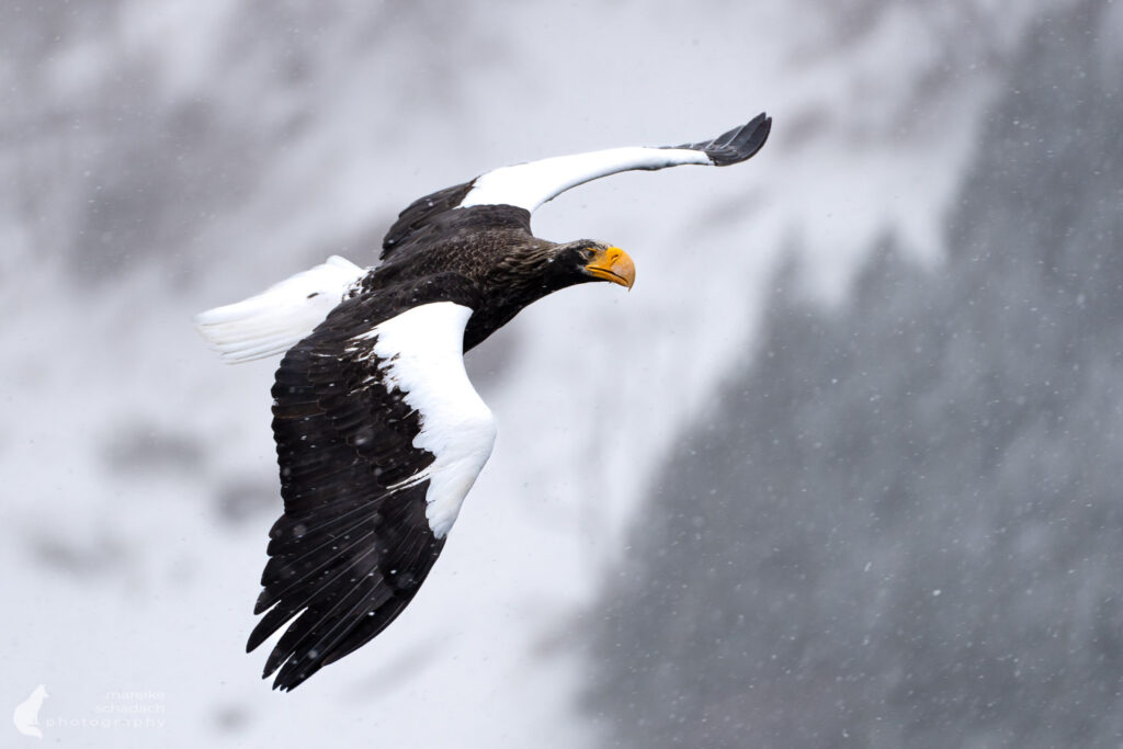 Riesenseeadler in Shiretoko, Hokkaido