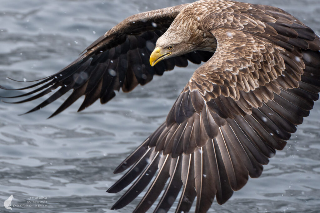 Weißschwanzseeadler in Hokkaido