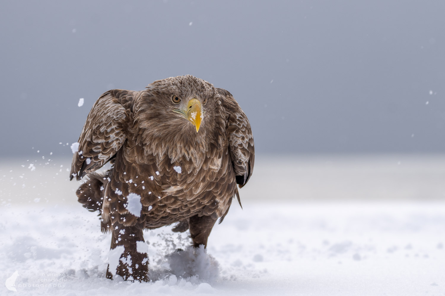 Weißschwanzseeadler in Shiretoko, Hokkaido