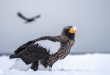 Wildlife Photography in Hokkaido – A Guide to the Best Winter Locations Wildlife Fotografie auf Hokkaido – Guide zu den besten Winter-Locations