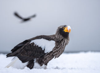 Wildlife Photography in Hokkaido – A Guide to the Best Winter Locations Wildlife Fotografie auf Hokkaido – Guide zu den besten Winter-Locations