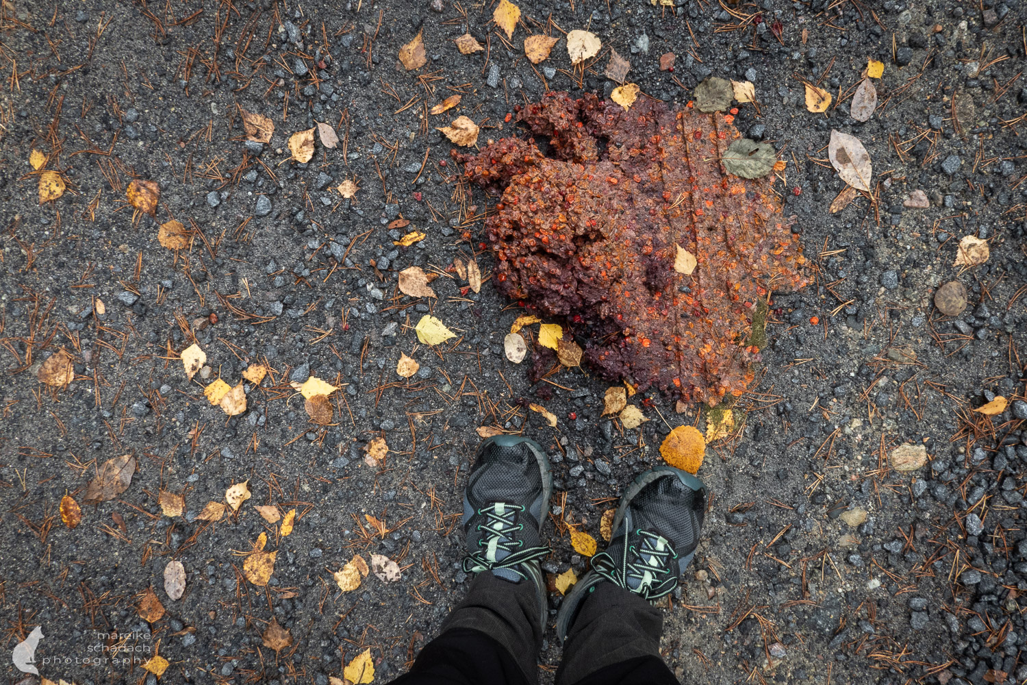 Bärenkot in Finnland