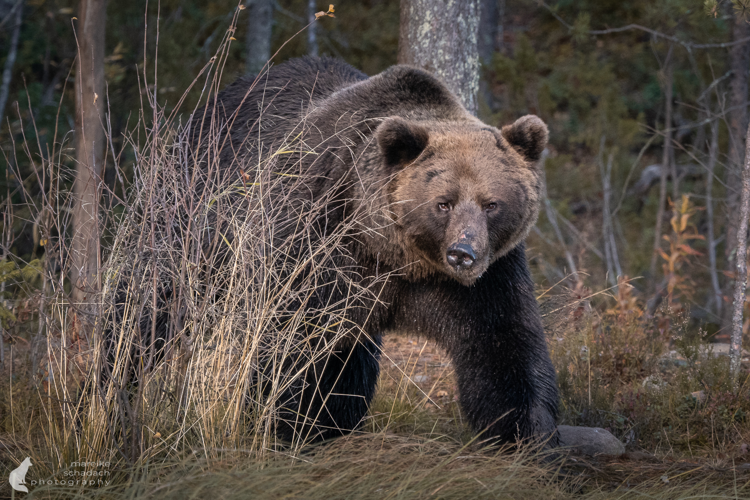 Bär Portrait aus einem Fotoversteck in Finnland fotografiert