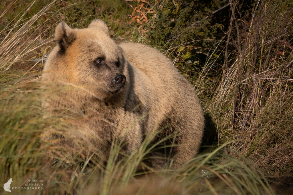 Heller Bär aus einem Fotoversteck in Finnland fotografiert