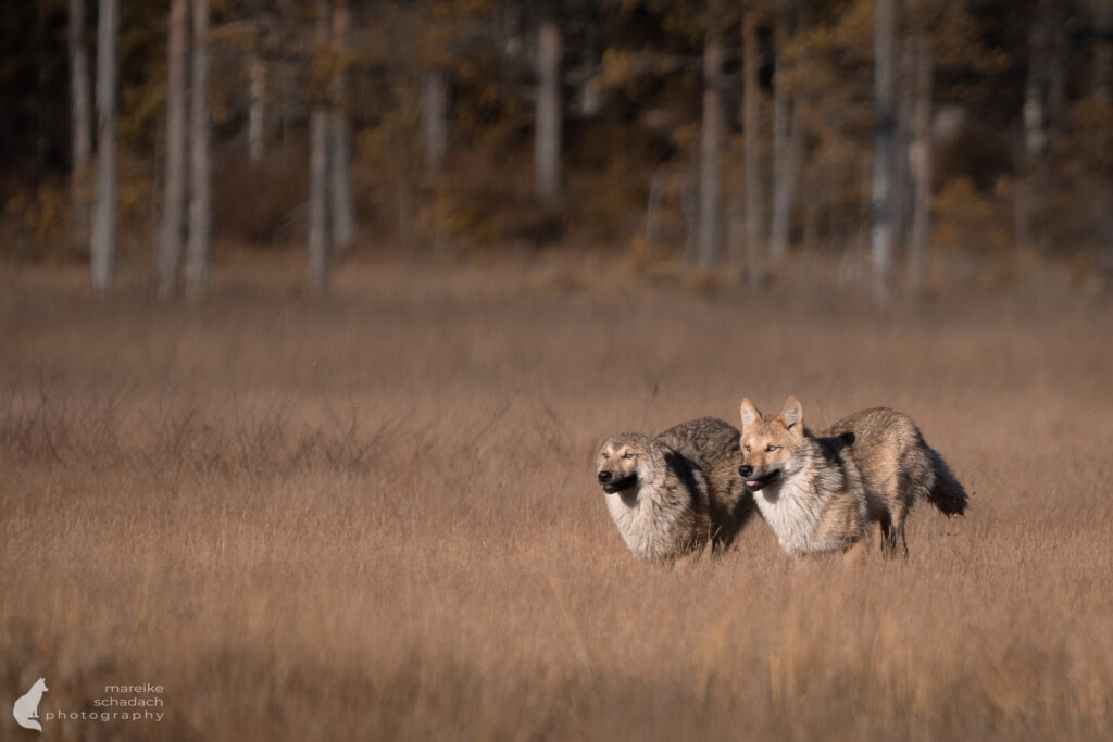 Wölfe aus einem Fotoversteck in Finnland fotografiert