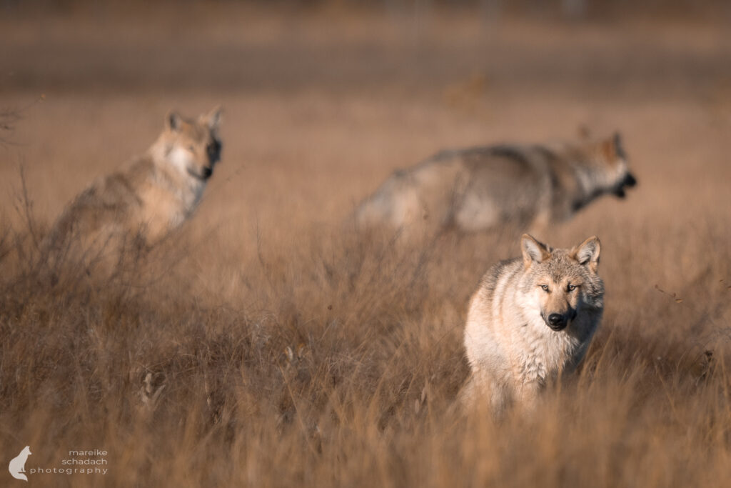 Wölfe aus einem Fotoversteck in Finnland fotografiert