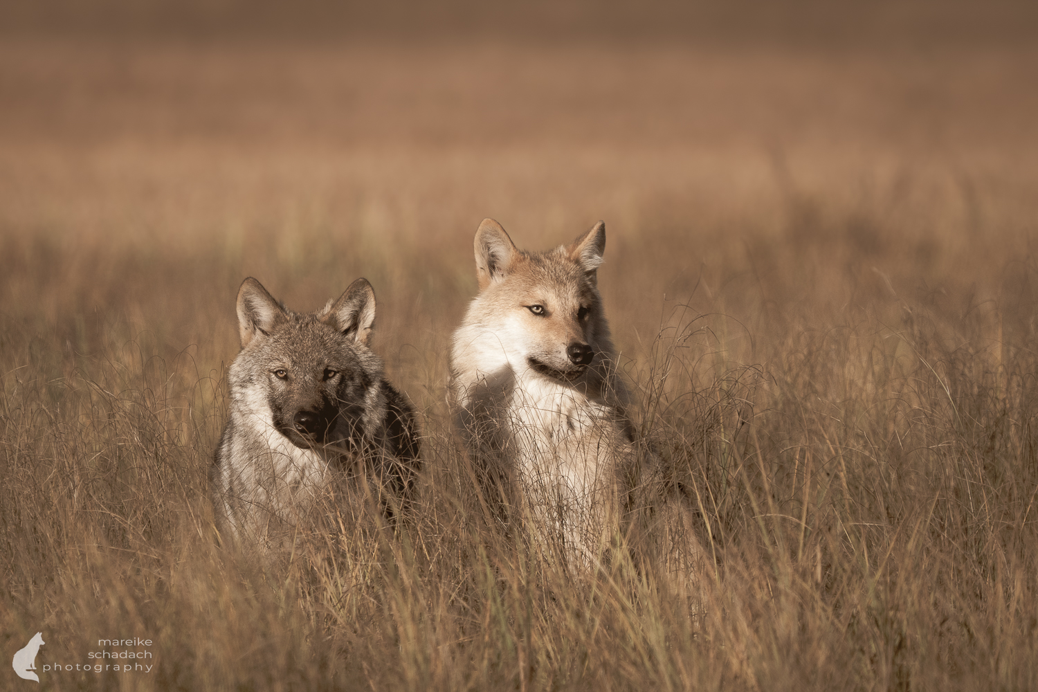 Finnlands wilder Osten – Bären, Wölfe und Vielfraße aus Fotoverstecken beobachten Finnlands wilder Osten – Bären, Wölfe und Vielfraße aus Fotoverstecken beobachten