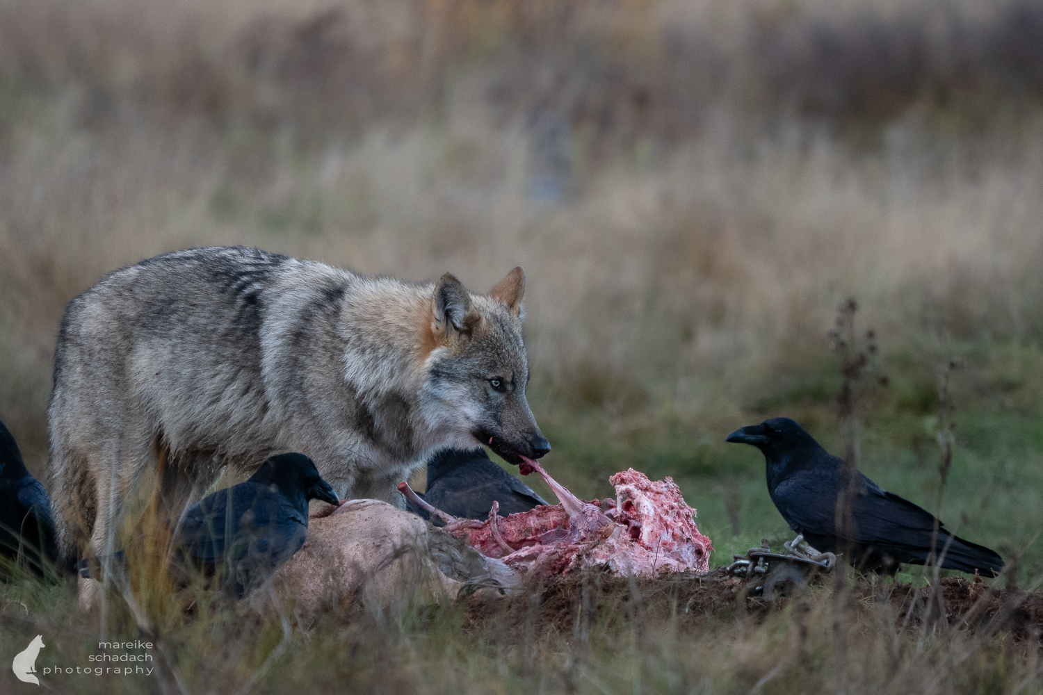 Wolf beim Fressen aus einem Fotoversteck in Finnland fotografiert