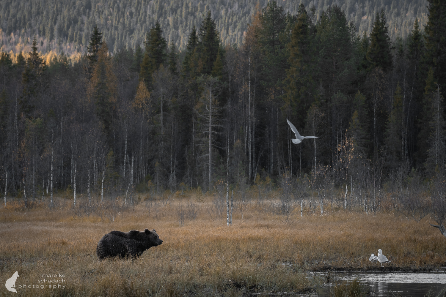 Bär in Landschaft aus einem Fotoversteck in Finnland fotografiert