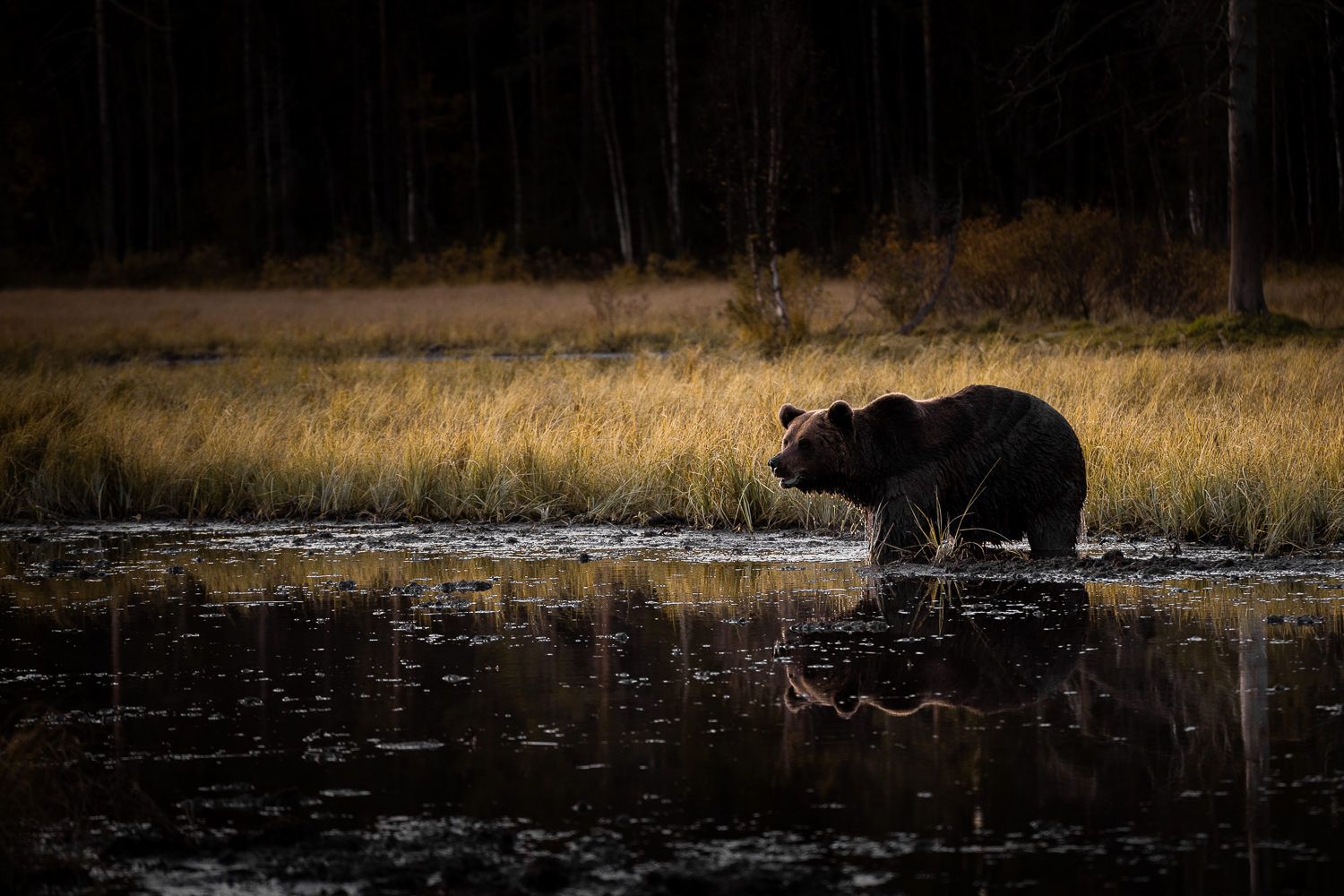Bär im Wasser aus einem Fotoversteck in Finnland fotografiert