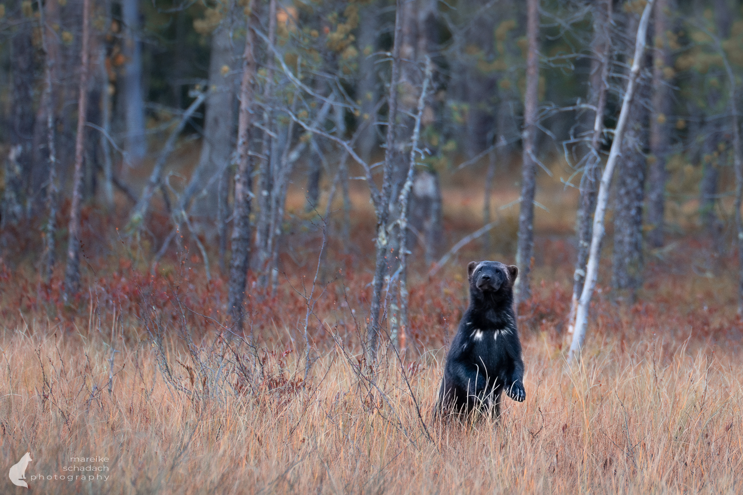 Vielfraß aus einem Fotoversteck in Finnland fotografiert