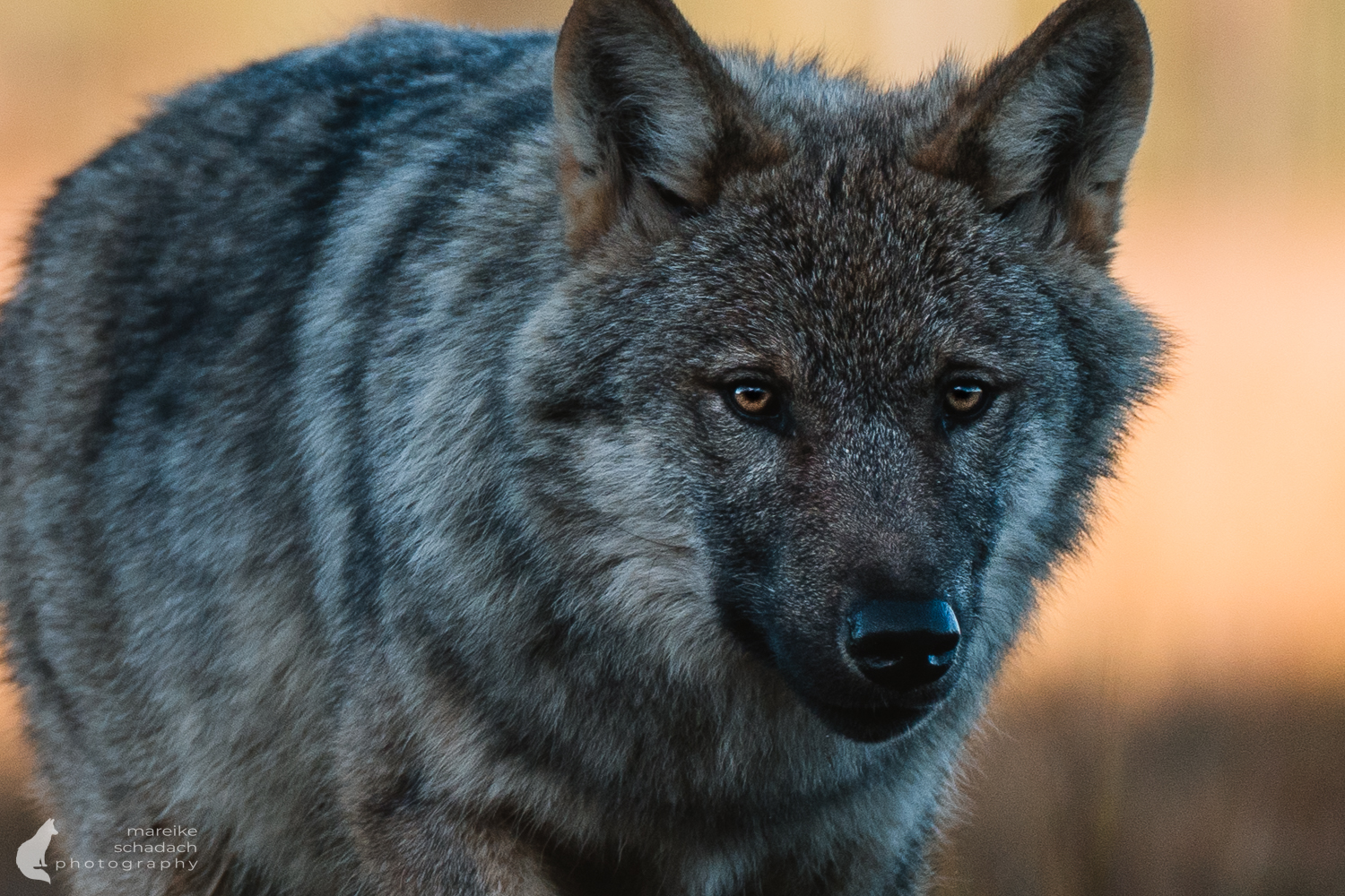 Wolf Portrait aus einem Fotoversteck in Finnland fotografiert