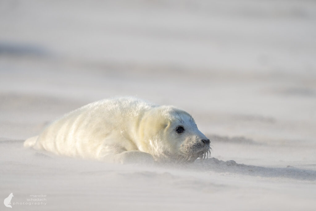 Nachwuchs im Winterwind – Kegelrobben auf Helgoland-Düne