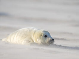 Nachwuchs im Winterwind – Kegelrobben auf Helgoland-Düne Nachwuchs im Winterwind – Kegelrobben auf Helgoland-Düne
