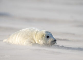 New Offspring in the Winter Wind – Gray Seals on Heligoland Dune Nachwuchs im Winterwind – Kegelrobben auf Helgoland-Düne