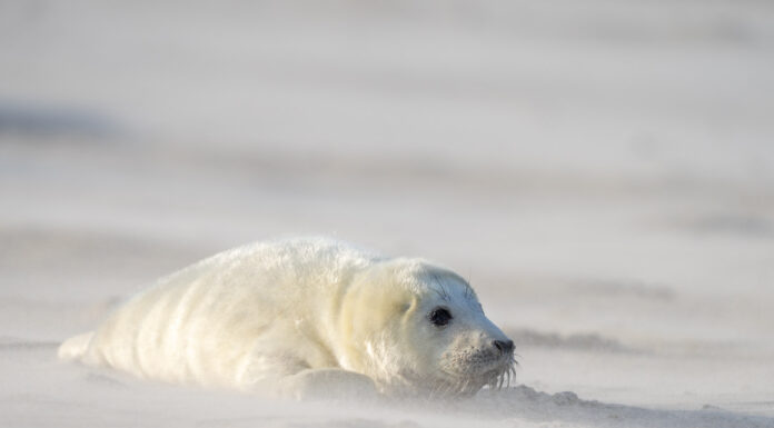 Nachwuchs im Winterwind – Kegelrobben auf Helgoland-Düne