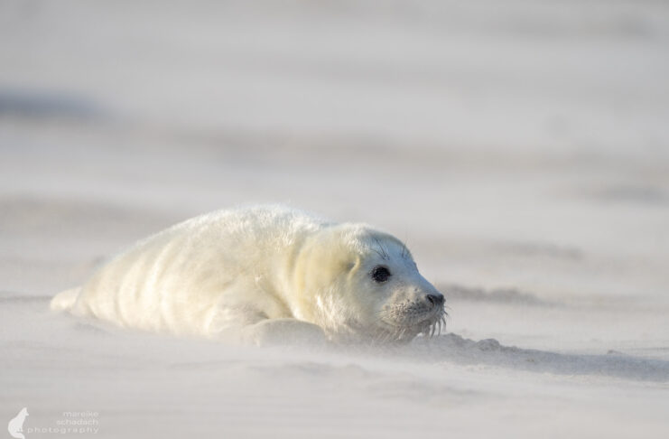 Nachwuchs im Winterwind – Kegelrobben auf Helgoland-Düne
