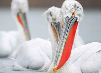 Donaudelta im Winter – Auf Fototour zu Goldschakalen und Pelikanen Donaudelta im Winter – Auf Fototour zu Goldschakalen und Pelikanen